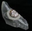 Iridescent Aconeceras Ammonite From Russia #4703-1